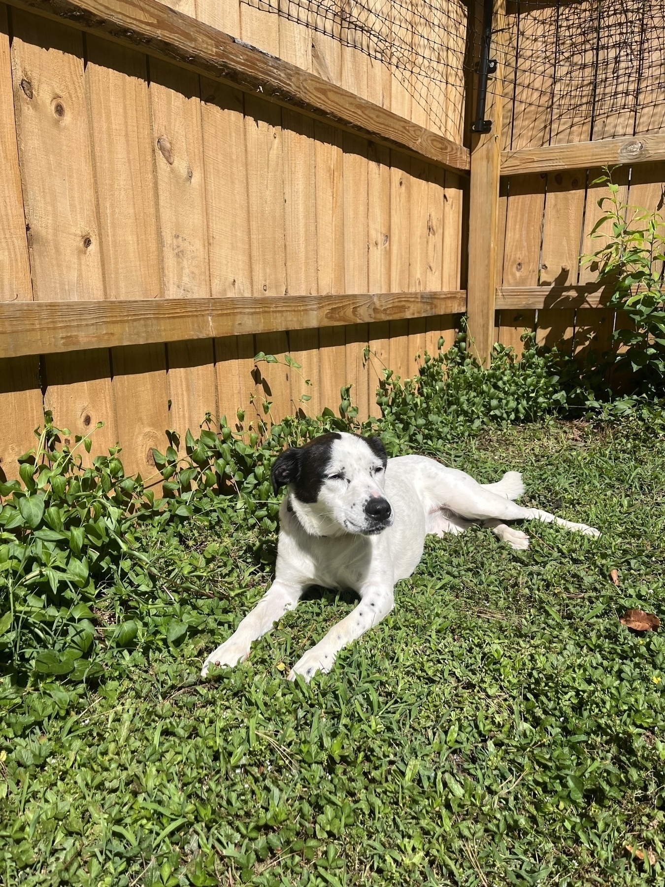 A white dog, unbothered by the weight and inanity of technology, basking in the early morning sun